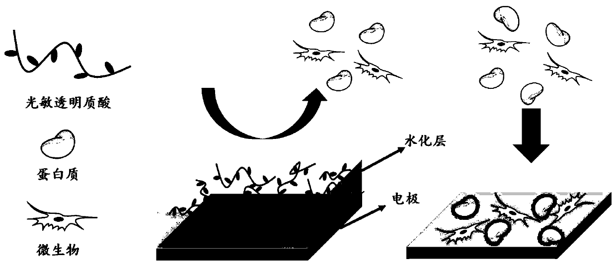 A kind of preparation method of anti-biological pollution coating on sensor electrode surface