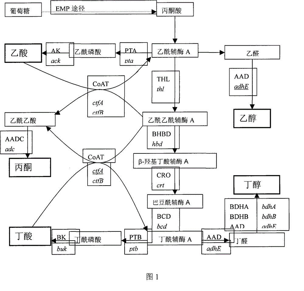 Method for improving ratio of butanol produced from clostridium