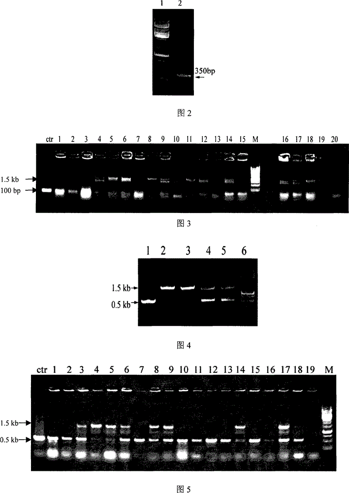 Method for improving ratio of butanol produced from clostridium