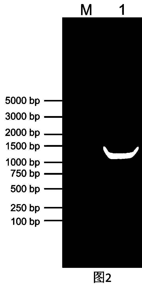 Pig breed brucella bax inhibitor-1 (BI-1) gene deletion strain and construction method and application thereof