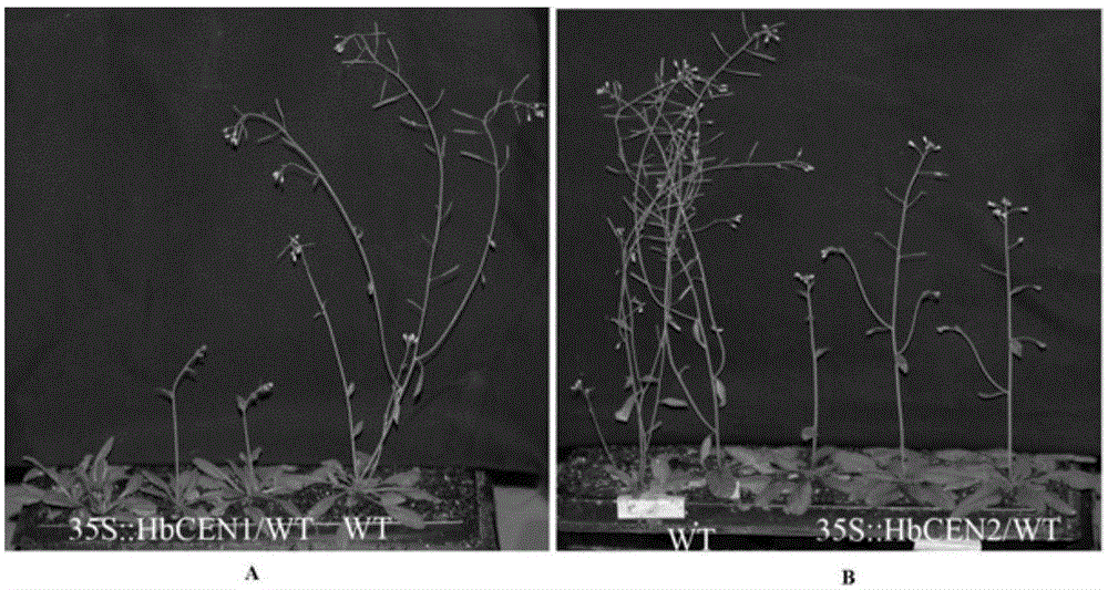 Rubber tree blooming regulation protein HbCEN1, encoding gene thereof, and application of gene