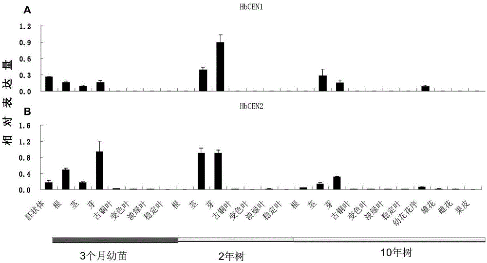 Rubber tree blooming regulation protein HbCEN1, encoding gene thereof, and application of gene