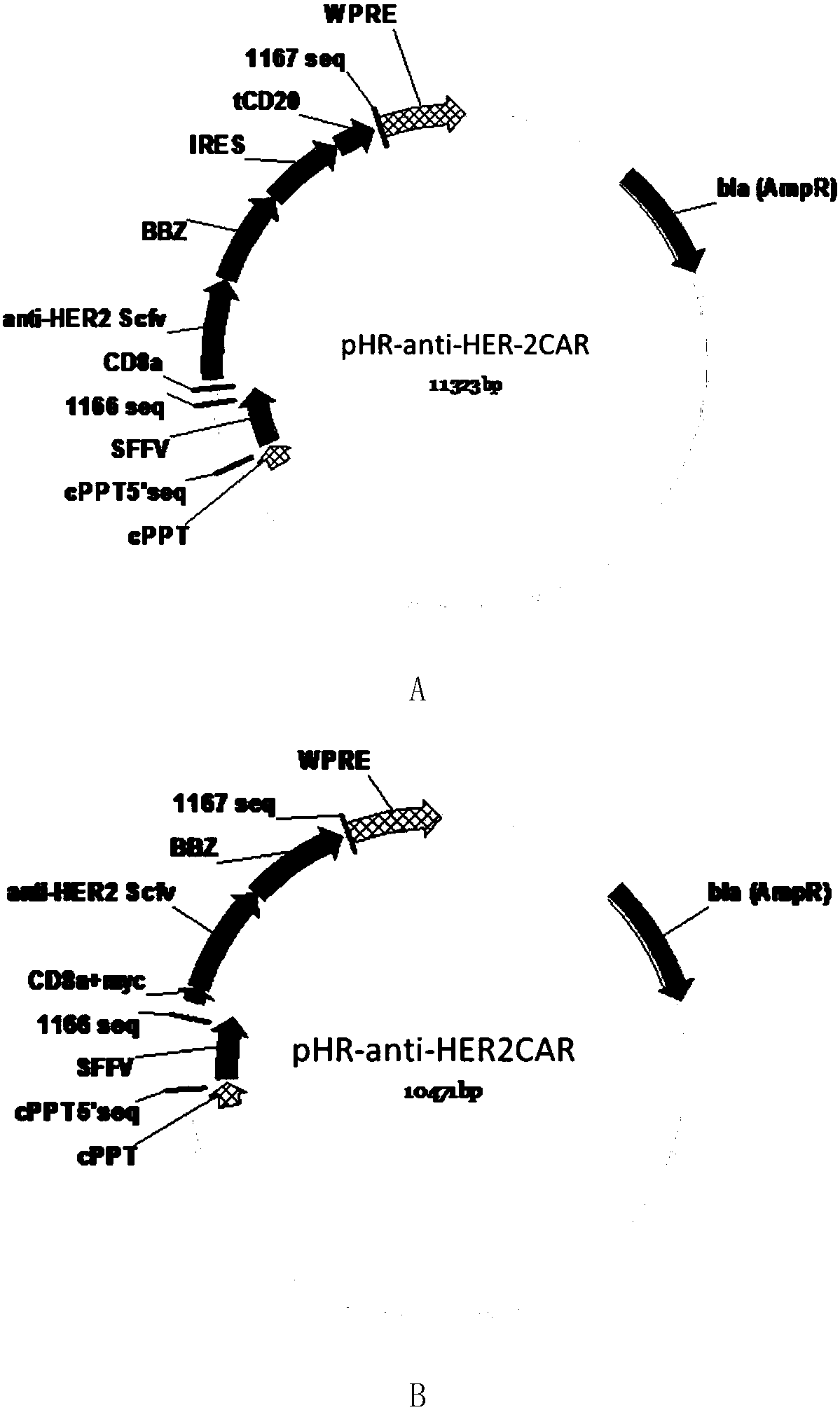 Chimeric antigen receptor containing truncated CD20 molecules and lentiviral vector as well as application