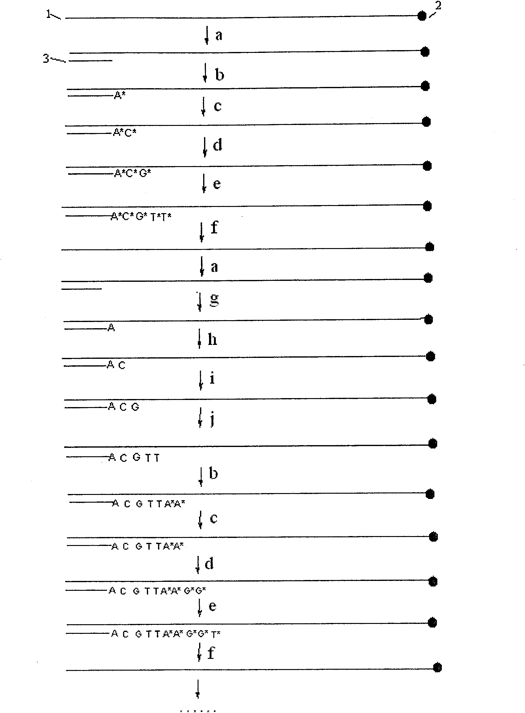 Method for extending DNA sequence by cyclical crosses