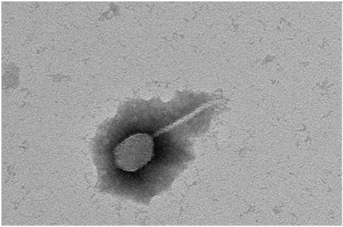 Bacteriophage composition and application in inactivating antibiotic-resistant pathogenic bacteria