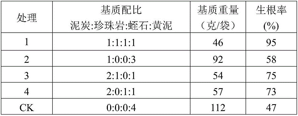 Method for culturing Chinese fir cuttage container seedlings through light medium