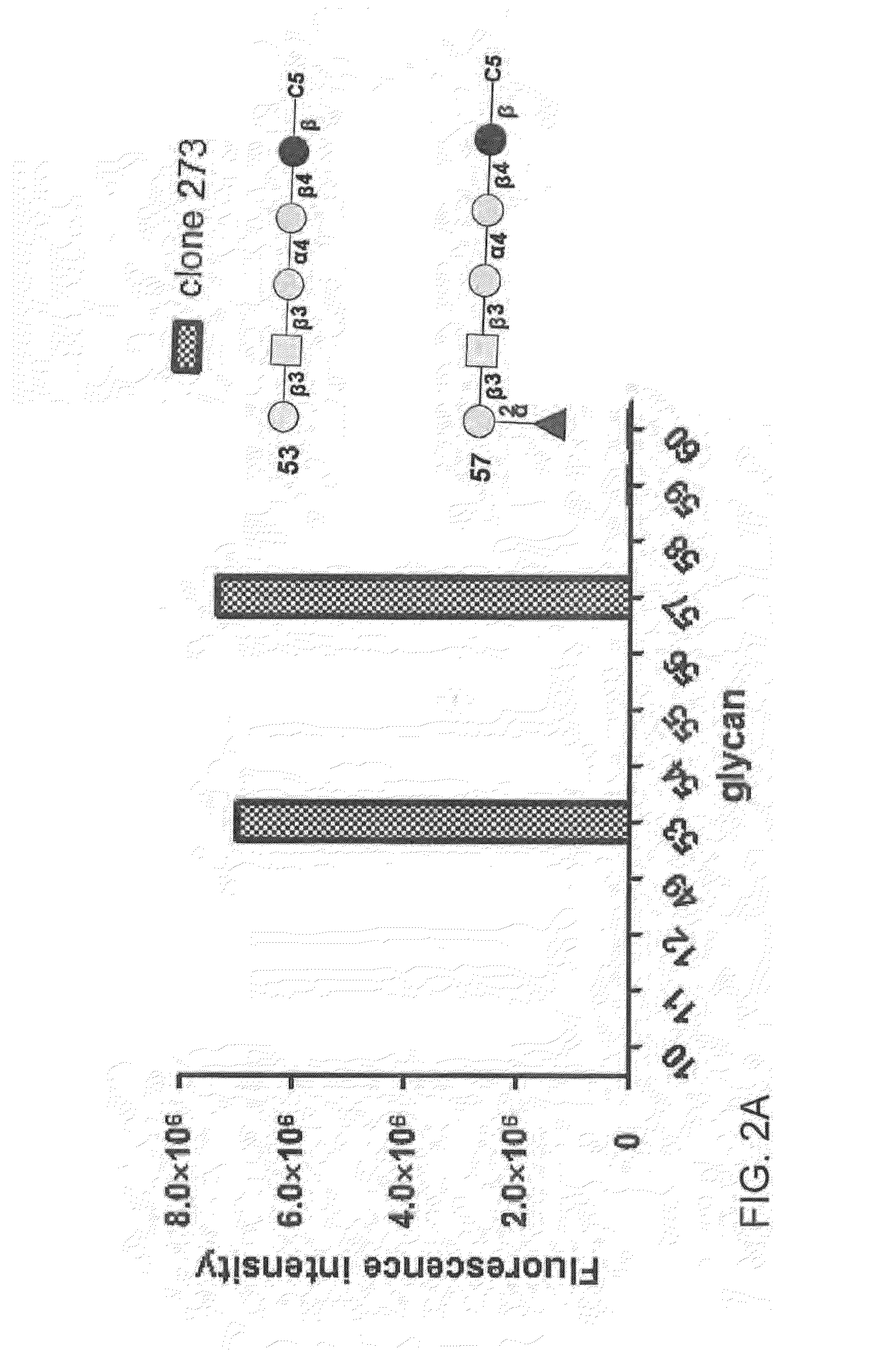 Compositions and methods for treatment and detection of cancers