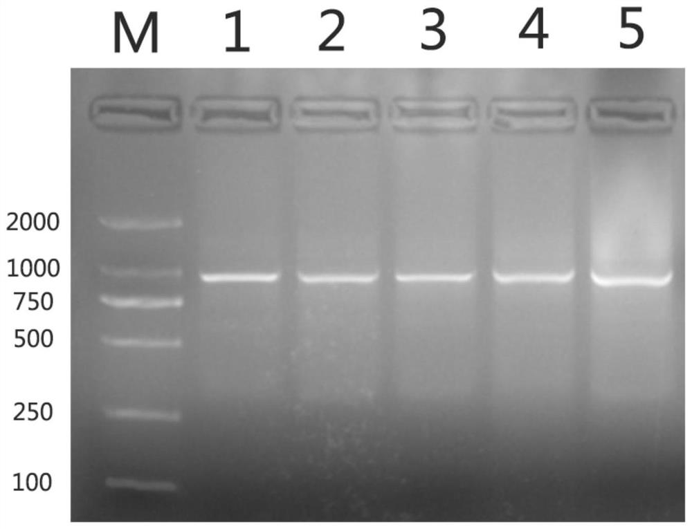 A kind of ucp3 gene related to pig intramuscular fat traits, molecular marker and application thereof