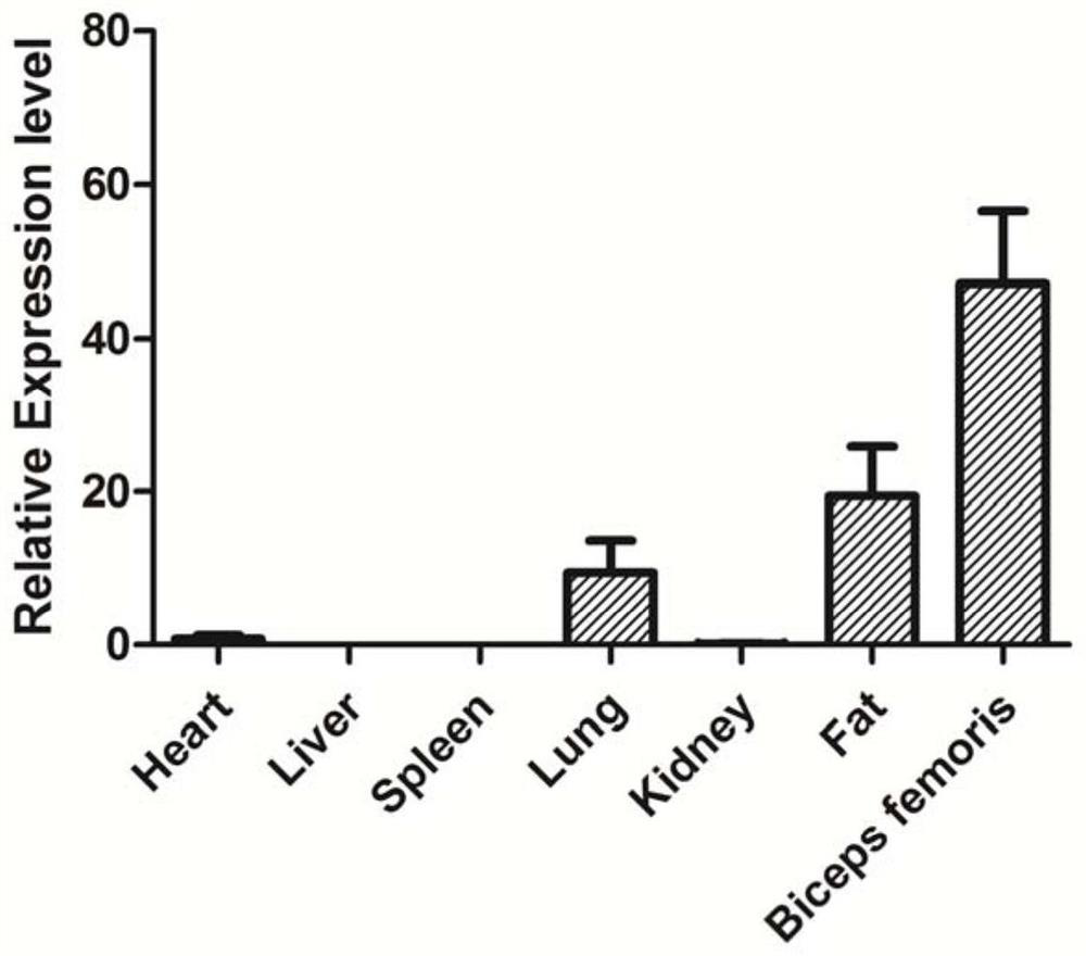 A kind of ucp3 gene related to pig intramuscular fat traits, molecular marker and application thereof