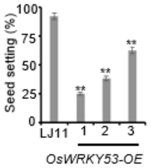 Application of rice transcription factor oswrky53 in negative regulation of cold tolerance at rice booting stage