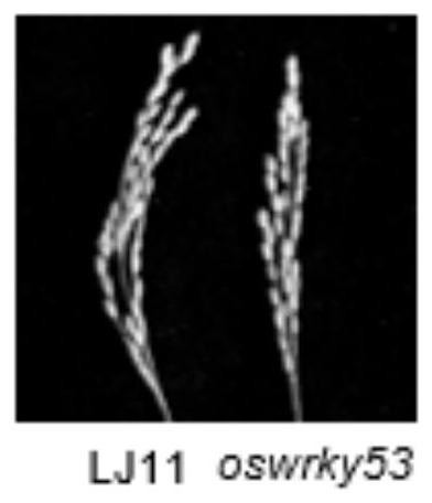 Application of rice transcription factor oswrky53 in negative regulation of cold tolerance at rice booting stage