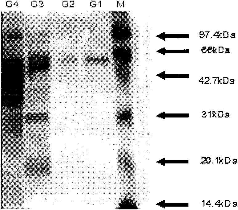 Method for preparing cycloamylose 4-alpha-glycosyl transferase production