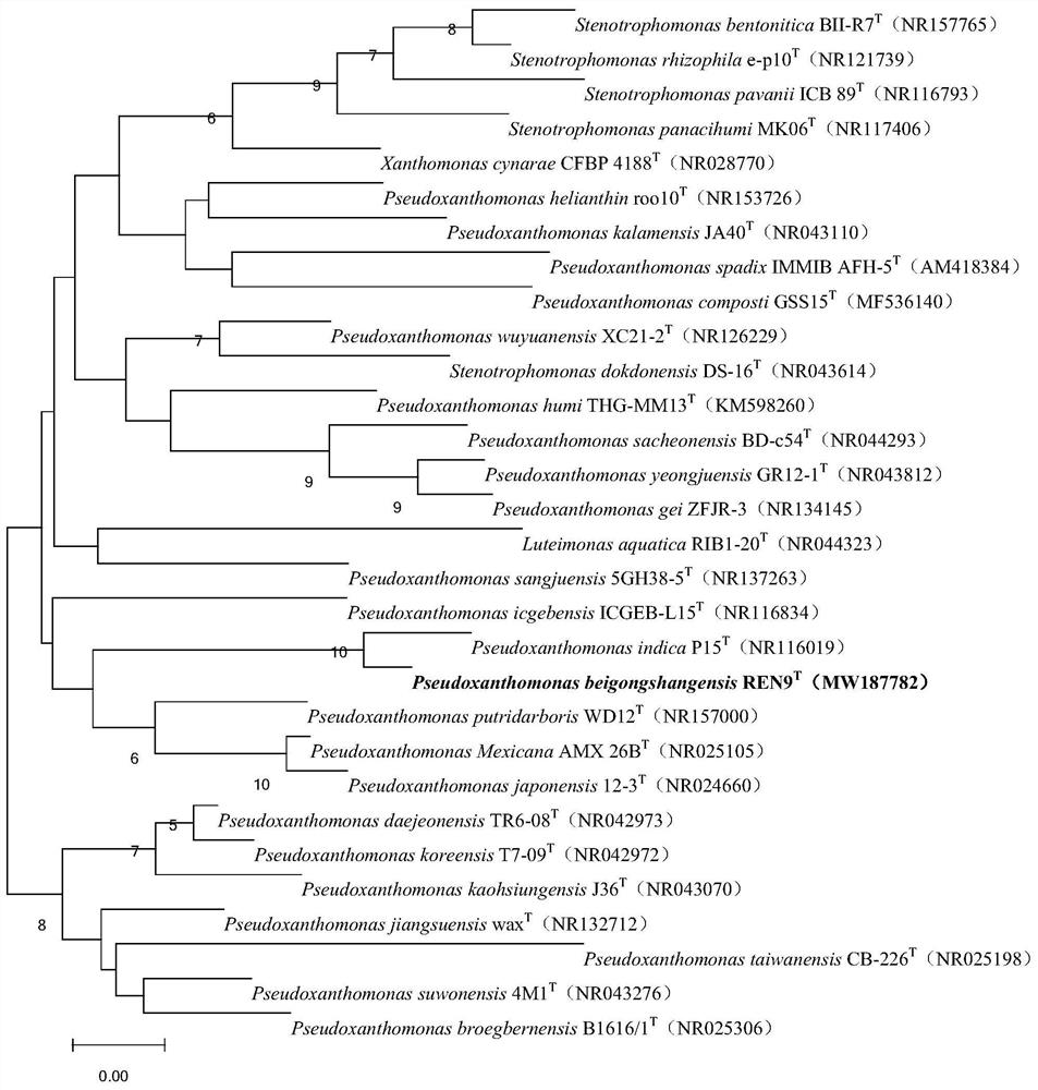 New strain of pseudoxanthomonas beigongshangensis and application of new strain