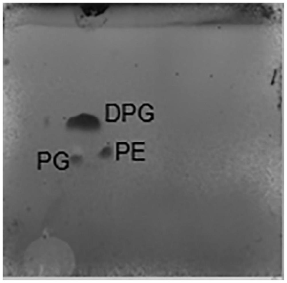 New strain of pseudoxanthomonas beigongshangensis and application of new strain