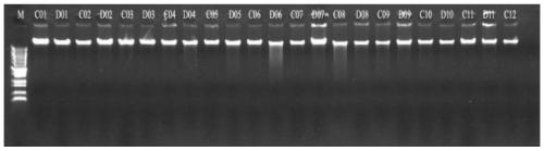 Primer combinations, methods and kits for multiple genetic metabolic liver disease targeting libraries