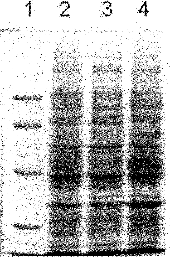 Protein, coding gene of the protein, and use of the protein in petroleum hydrocarbon degradation