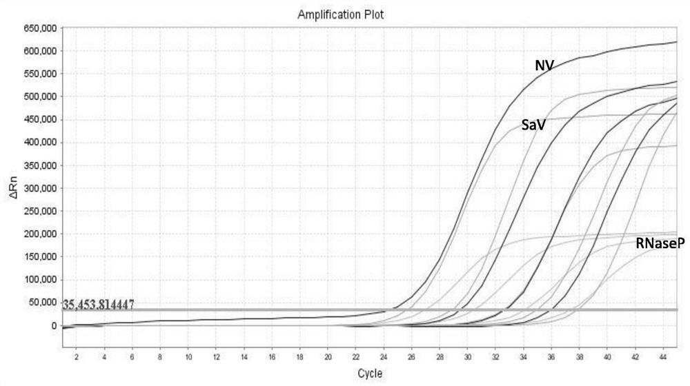 Kit, primer probe composition and method for jointly detecting multiple enteroviruses