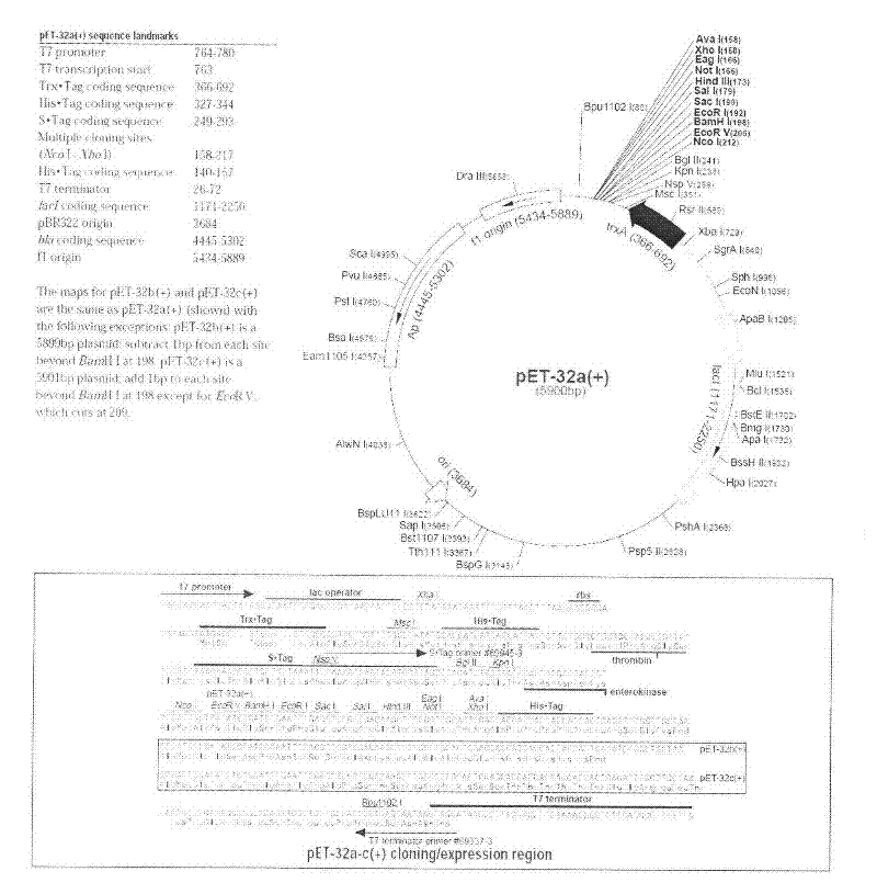 Glucagon-like peptide-2 poly(ethylene glycol) conjugate, and preparation method and application thereof