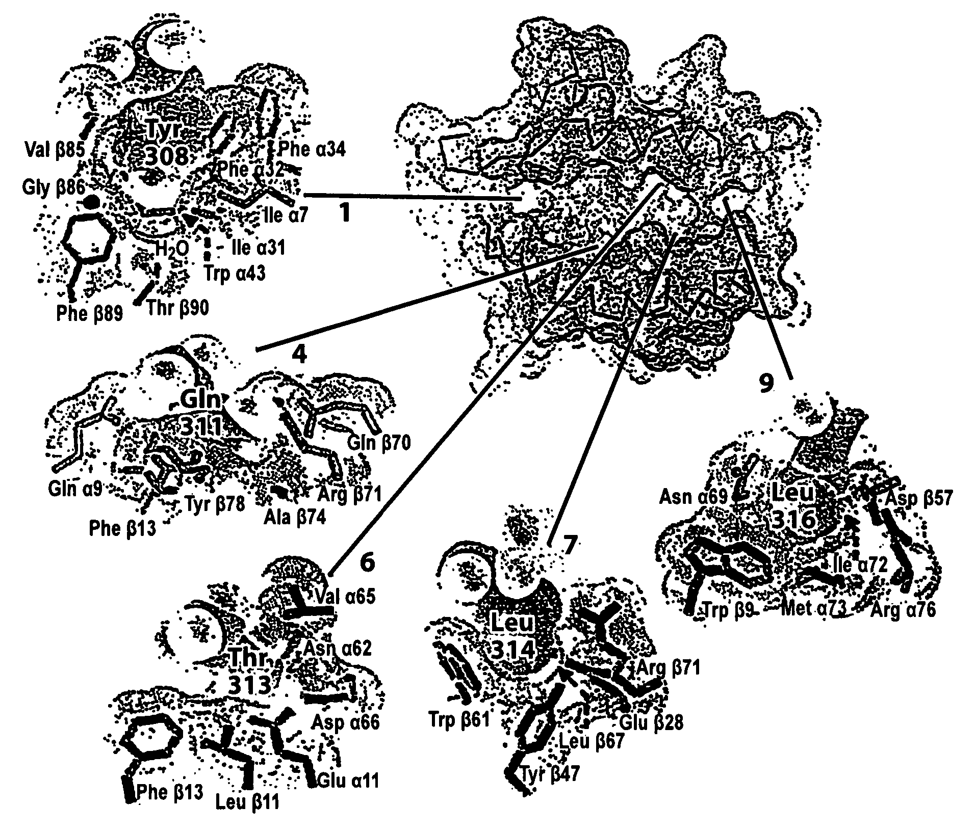 Identification of self and non-self antigens implicated in autoimmune disease