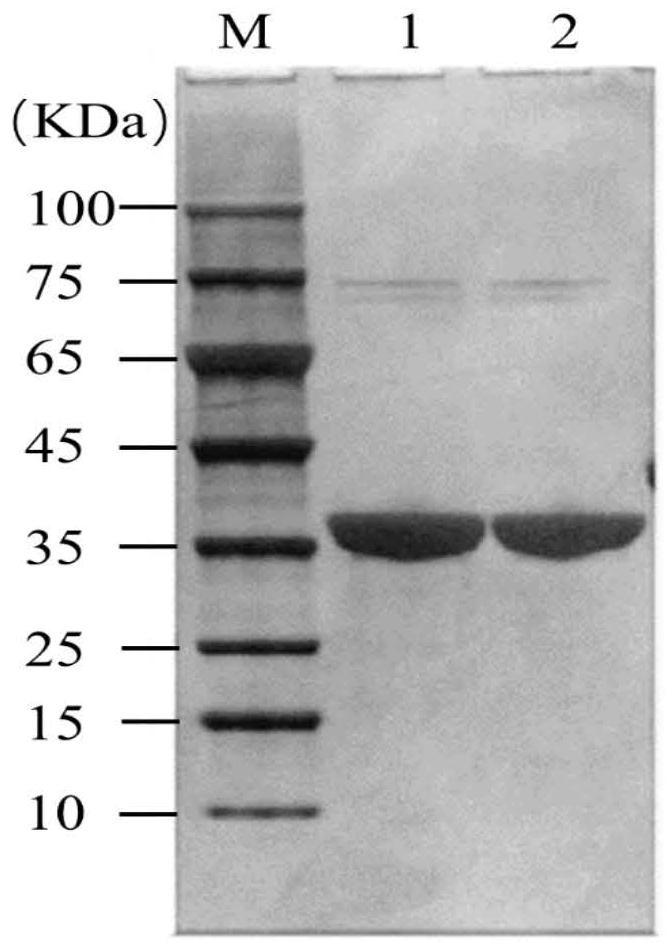 Amine transaminase acata mutant and its application in the preparation of sitagliptin intermediate