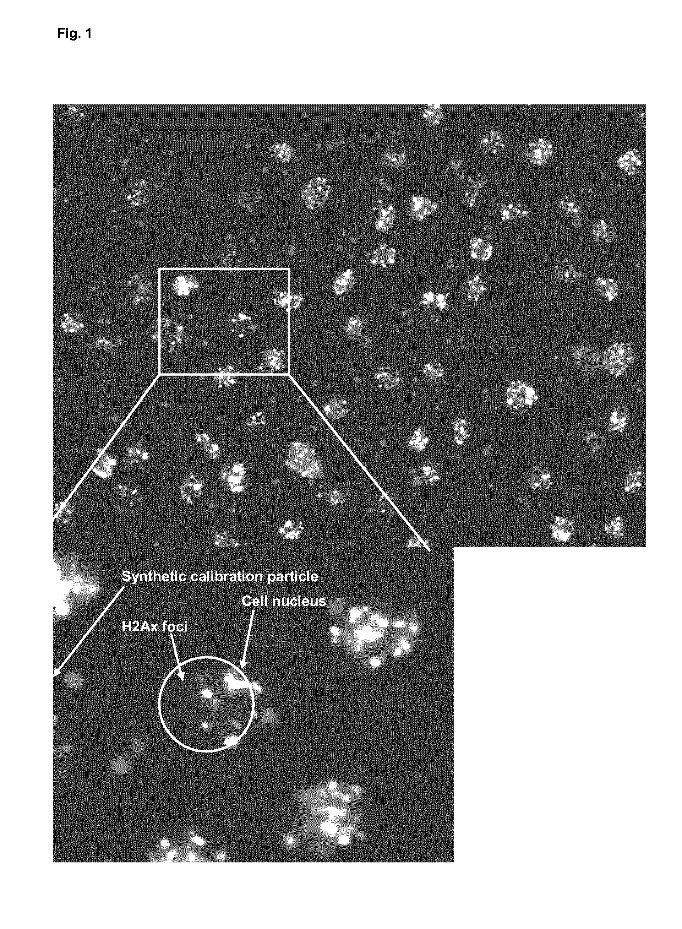 Methods and system for the automated determination of immunofluorescent foci using a cell-based immunofluorescence assay using synthetic calibration particles