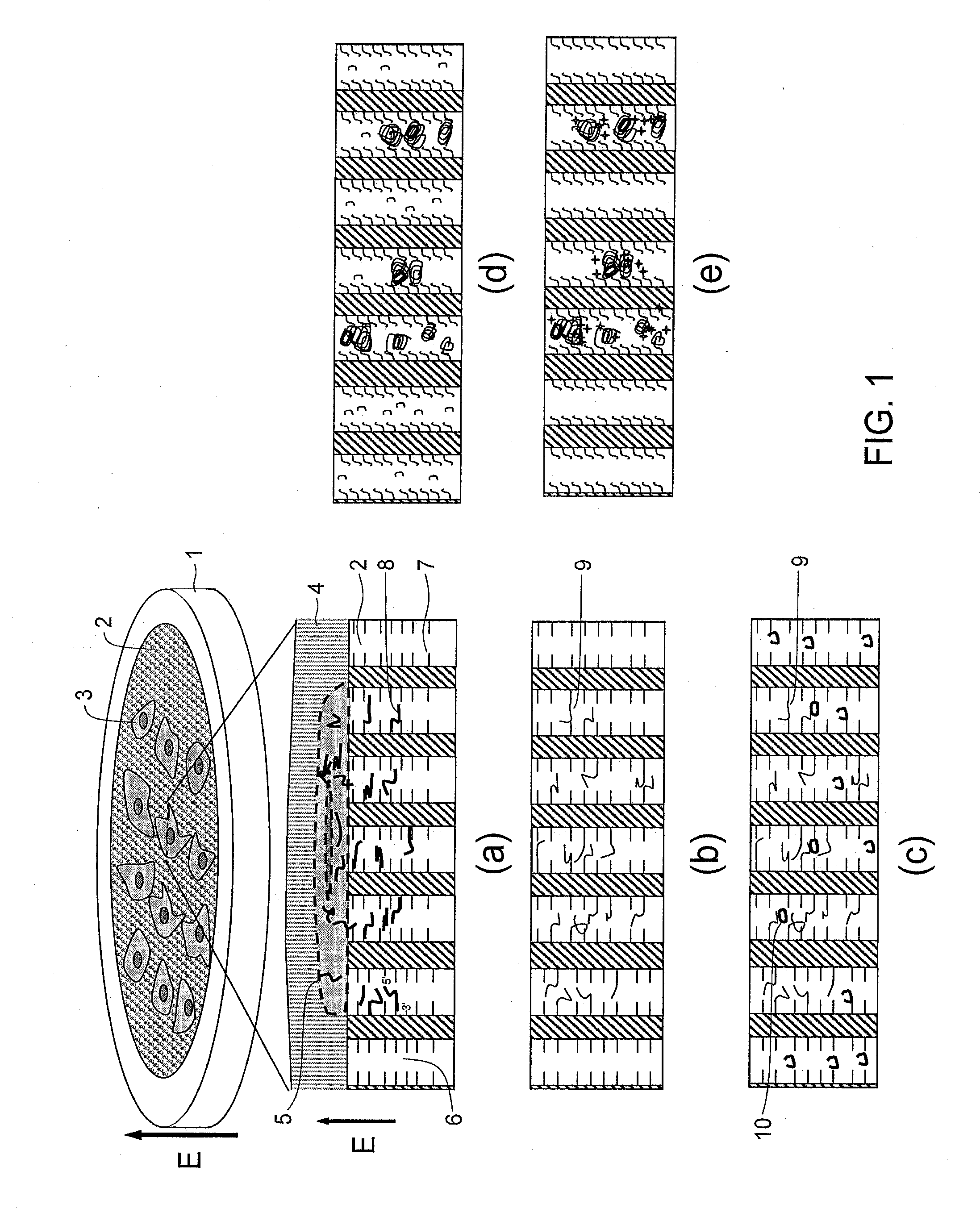 GENE EXPRESSION ANALYSIS METHOD USING TWO DIMENSIONAL cDNA LIBRARY