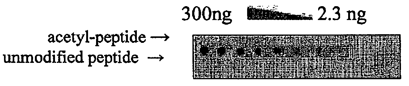 Anti-acetylated huntingtin antibodies and uses therof