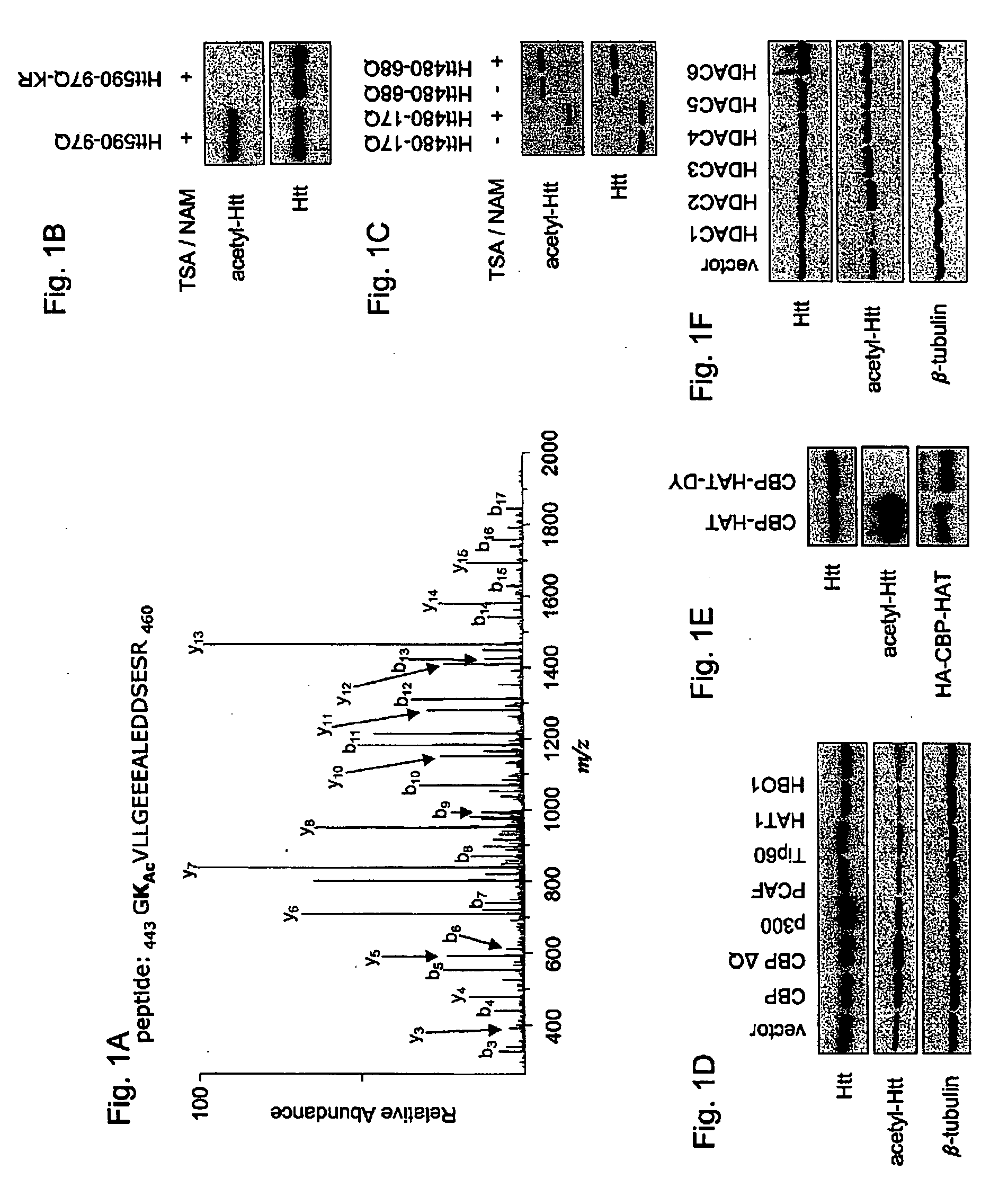 Anti-acetylated huntingtin antibodies and uses therof