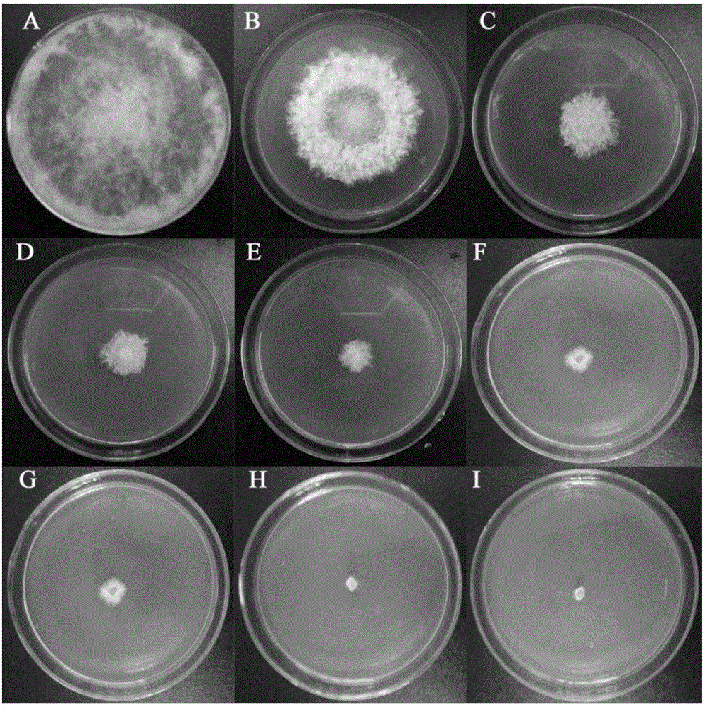 Method for genetic transformation of volvariella volvacea by using electric shock method