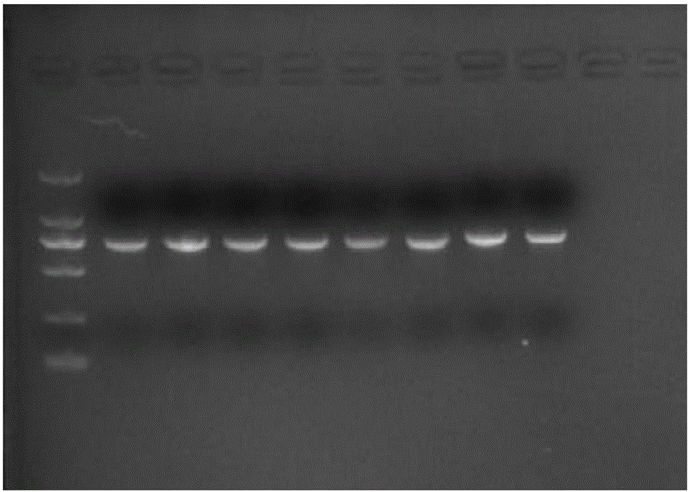 Method for genetic transformation of volvariella volvacea by using electric shock method