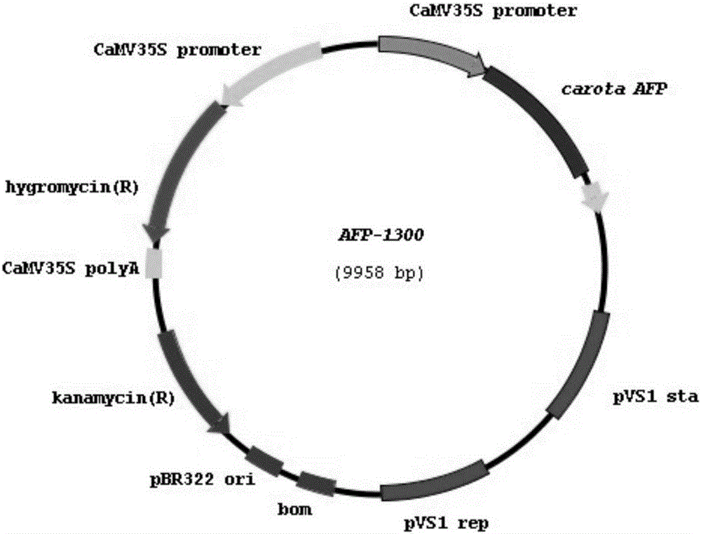 Method for genetic transformation of volvariella volvacea by using electric shock method