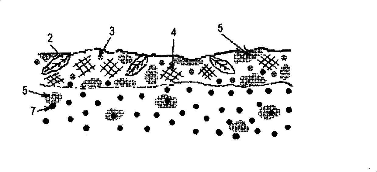 Desert control method of chemical sand-fixing greening technology based on organic composite materials