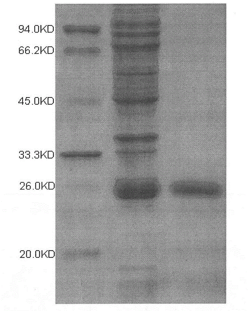 Gene and protein of grass carp interleukin 10 and recombinant expression method thereof