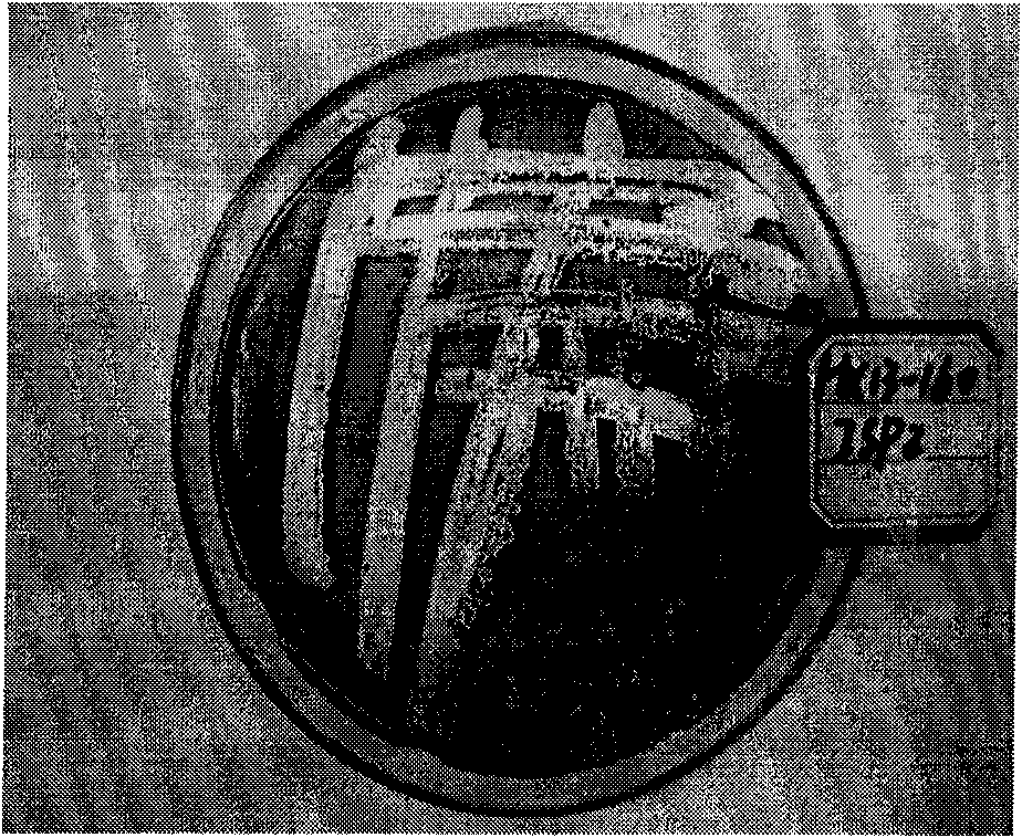 Novel species of actinomyces resisting heavy metal lead and application thereof