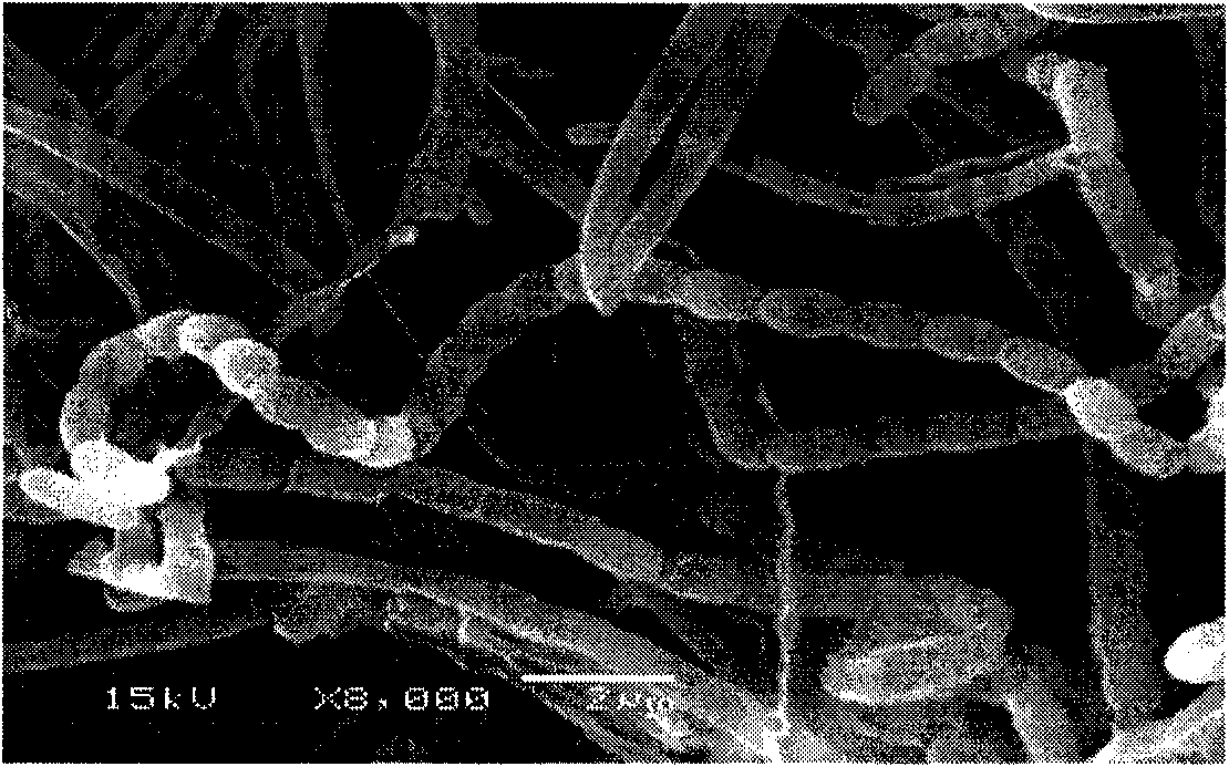 Novel species of actinomyces resisting heavy metal lead and application thereof