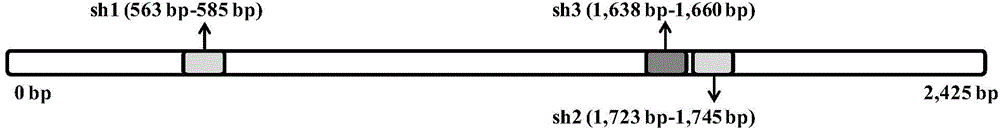 Method for silencing IFNARI gene in DF-1 cell line