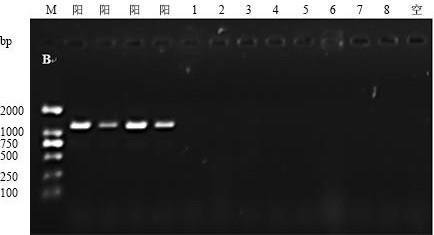 Clostridium welchii specific detection primer and detection kit