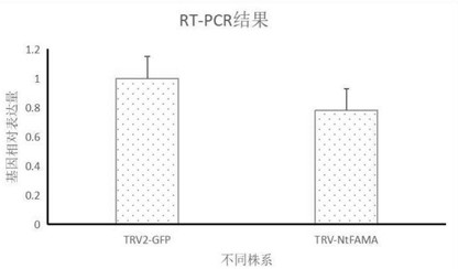 Tobacco bhlh transcription factor gene ntfama and its application