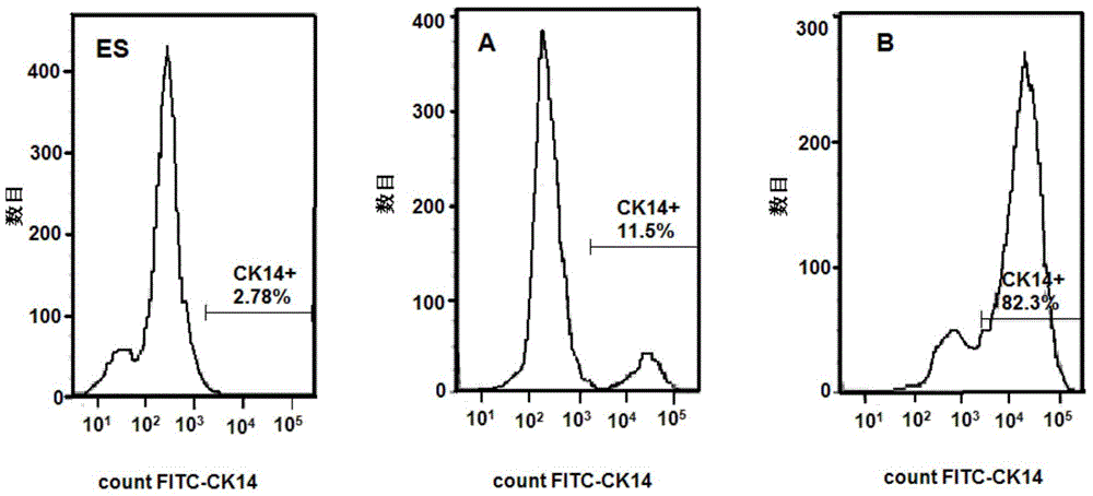 Inducing agent and medium for inducing directional differentiation of embryonic stem cell into keratinocytes