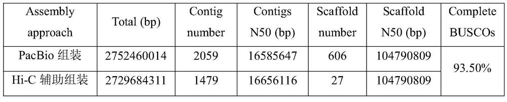 Method for assembling and annotating genome of Hoba Tibetan sheep based on three-generation PacBio and Hi-C technologies