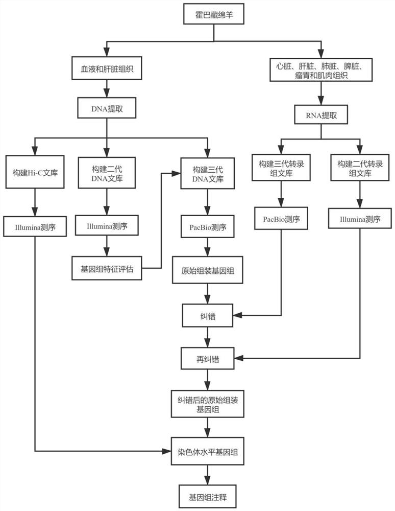 Method for assembling and annotating genome of Hoba Tibetan sheep based on three-generation PacBio and Hi-C technologies