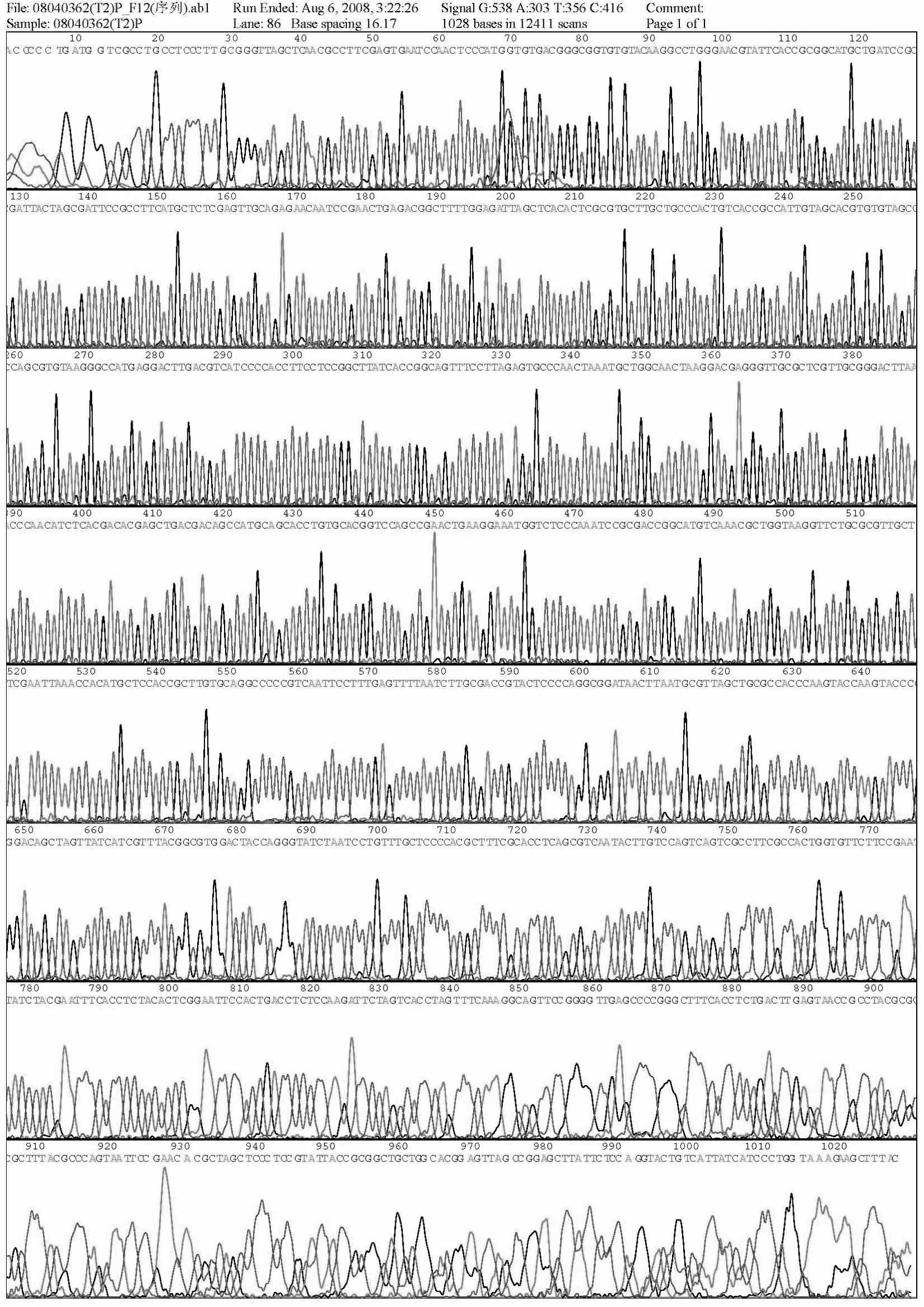 A low-temperature degrading polycyclic aromatic hydrocarbon strain and its application in groundwater bioremediation of petroleum hydrocarbon-contaminated sites