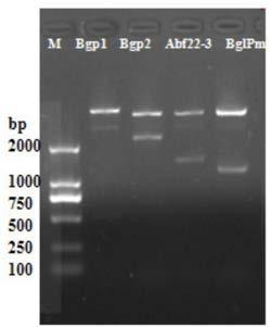 Biotransformation method of rare ginsenoside Rg3