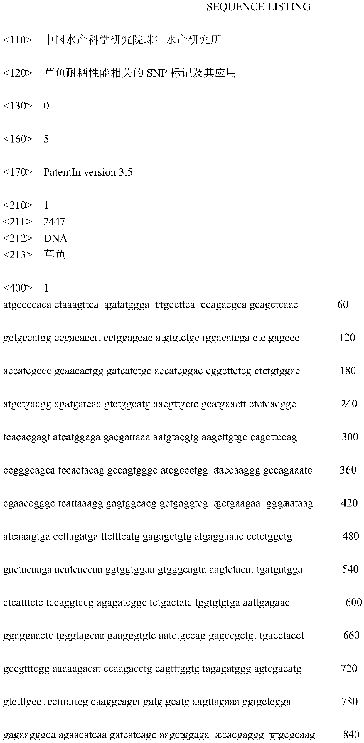 SNP marker related to sugar tolerance of grass carps and application of SNP marker