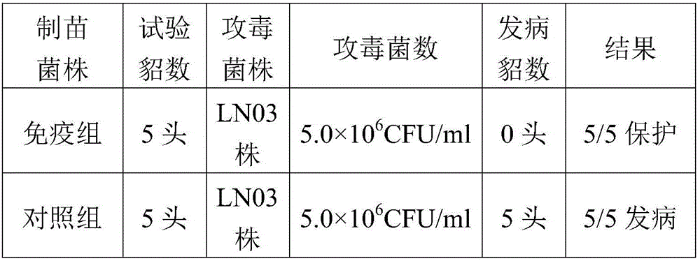 Inactivated vaccine for mink pseudomonas aeruginosa