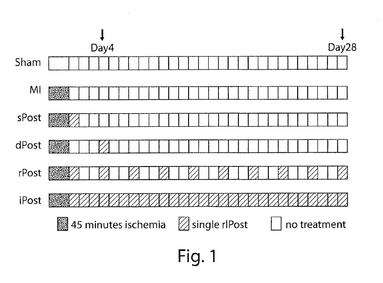 Use of remote ischemic conditioning to improve outcome after myocardial infarction