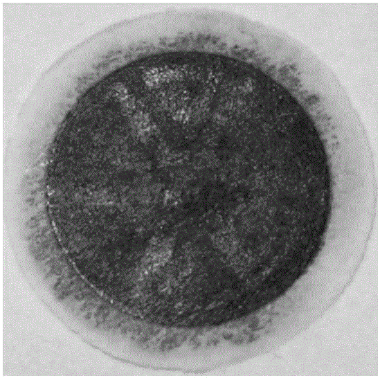 Nanoparticle-embedded amyloid protein fiber filter membrane and method used for pollutant degradation