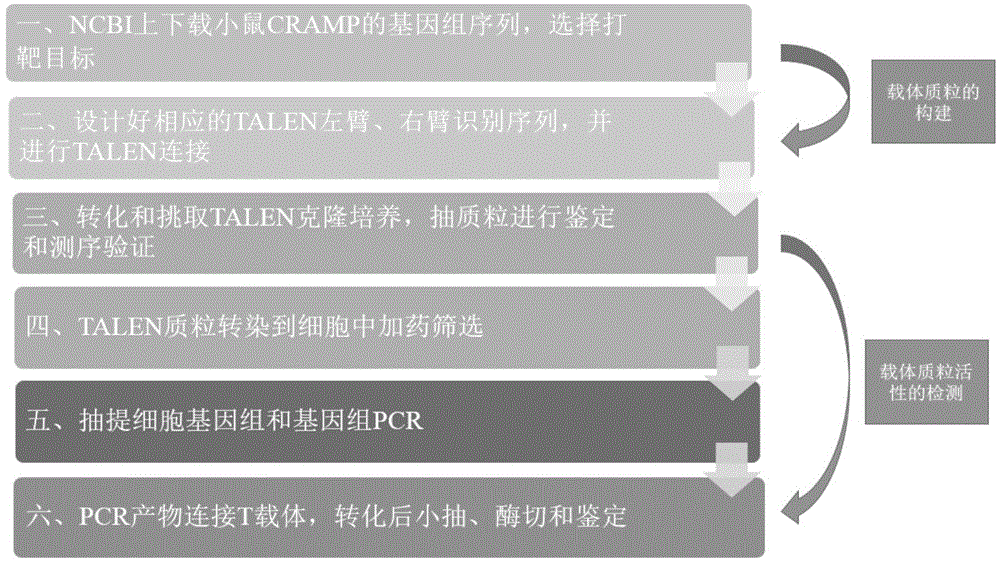 Method for establishing plasmid capable of knocking out mouse CRAMP gene by use of TALEN technique