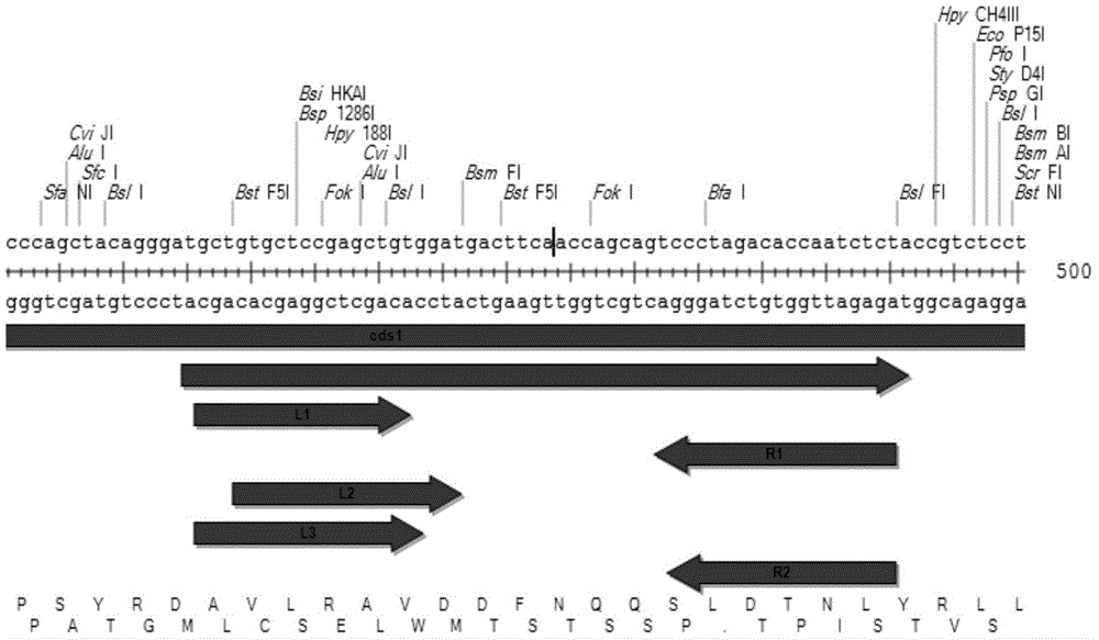 Method for establishing plasmid capable of knocking out mouse CRAMP gene by use of TALEN technique