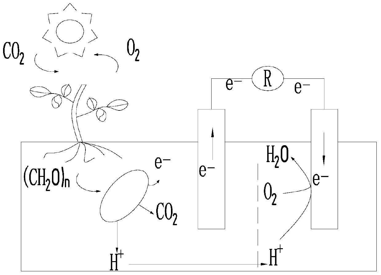 Anode photosynthetic solar fuel cell system